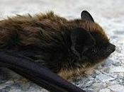 Fauna: Murciélago Montañero