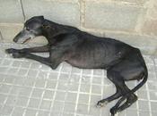 Dulce,galga maltratada,necesita ayuda, sevilla