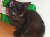 Morgana, linda gatita adopción (Murcia)‏