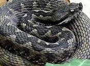 Picaduras reptiles