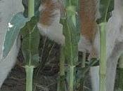 Piden ayuda para rescatar podenca cachorros, Cataluña