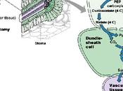 Fijación carbono plantas