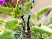 Agapanthia dahli (Richter, 1821) Longicornio cardos