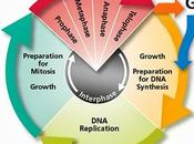 Interfase, subfase crecimiento “G2”