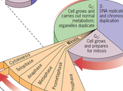 Resumen fases ciclo celular