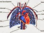 Como mejorar mala circulación sangre