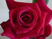 sol, rosa niño