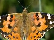 Vanessa cardui (Linnaeus, 1758) Vanesa cardos