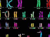 efecto mitosis ciclo vida, definición haploide diploide