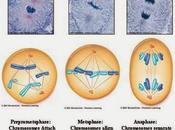 Definición mitosis