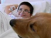 Perros terapéuticos ayudan niños ingresados hospitales