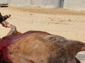 Estudio: puntilla método certero muerte animal provocarle sufrimiento?