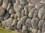 cuitlacoche