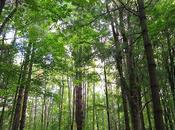 Cootes Paradise, Hamilton, Canadá