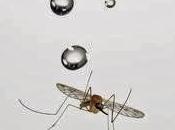 ¿Cómo resisten lluvia mosquitos?