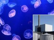 Medusas 'apagan' reactor nuclear Suecia