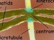 Buscando cinetocoro, microtúbulos pescadores