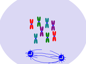 Formación huso mitótico centrosoma