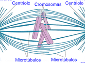 Microtúbulos metafase