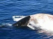 ¡Impresionante! Tiburones blancos devorando ballena muerta