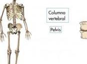 huesos cuerpo humano “Segundo grado”