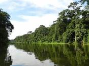 Parque Nacional Tortuguero increíble fauna