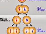 Meiosis diversidad eucariotas