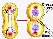 Citocinesis