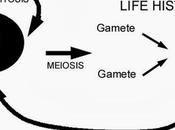 Meiosis gamética terminal