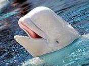 particular tratamiento belleza belugas