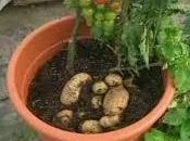 Planta Tomates Patatas, Tato