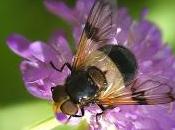 Volucella pellucens (Linnaeus, 1758)