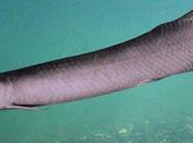 Nueva especie Arapaima gigante descubierta Brasil