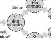 Introducción espermatogénesis