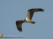 Águila pescadora (Osprey) Pandion haliaetus