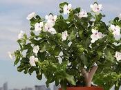 Sensor Parrot Para Cuidar Plantas