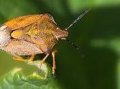 Carpocoris purpureipennis Geer, 1773) Chinche escudo