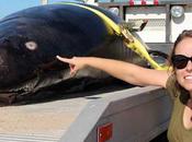 Rara ballena dientes sable encontrada muerta playa California