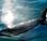 ¿Sofocos aguas frías? orcas experimentan menopausia