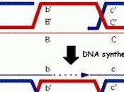 Recombinación genética durante meiosis