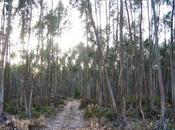 nuevo plan forestal autorizará plantaciones eucaliptos según demanda papel