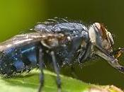 Calliphora vicina Robineau-Desvoidy, 1830