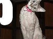 Necesito vuestra opinión