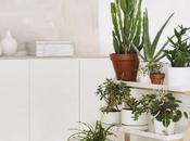 Decorar plantas casa