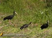 Cuervillo cara pelada Bare-faced Ibis Phimosus infuscatus