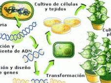 ¿Qué transgénicos cómo hacen?