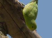 Catita enana (Blue-winged parrotlet) Forpus xanthopterygius