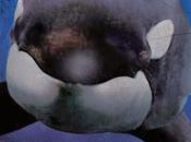 Blackfish. llanto orcas