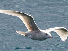 Larus hyperboreus-gavión hiperbòreo-glaucous gull