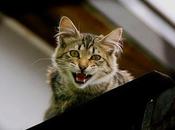 Chillidos, Ivan Dessau